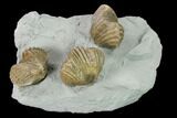 Three Fossil Brachiopods (Platystrophia) Mounted On Shale - Kentucky #138836-2